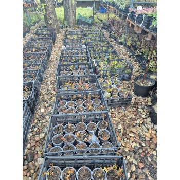 REALNE ZDJECIE SADZONEK