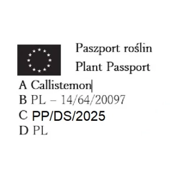 KUFLIK na pniu długo kwitnący sadzonka - 90 / 120 cm