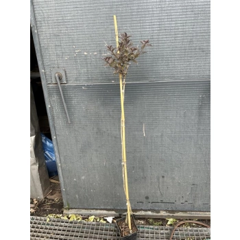 KRZEWUSZKA WEIGELA na pniu z BORDOWYM LIŚCIEM - sadzonki 100 / 120 cm