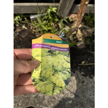 METASEKWOJA szczepiona na pniu GOLDRUSH - sadzonki 90 / 120 cm