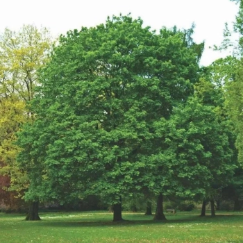 KLON zielony duże - sadzonki 150 / 180 cm