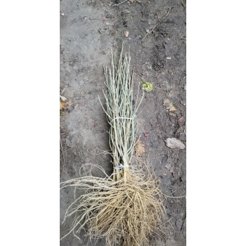 HIBISKUS niebiesko-fioletowy - sadzonki 70 / 100 cm