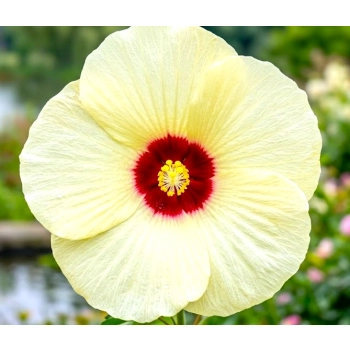HIBISKUS KETMIA BAGIENNY Old Yella