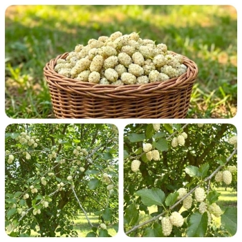 MORWA biała witamina życia - sadzonki 130 / 150 cm