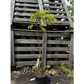 METASEKWOJA szczepiona na pniu GOLDRUSH - sadzonki 90 / 120 cm