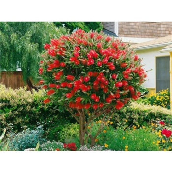 KUFLIK na pniu długo kwitnący sadzonka - 90 / 120 cm