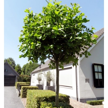 PLATAN szczepiony na pniu kulisty - sadzonki 160 / 180 cm
