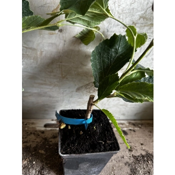 OCZAR DIANA czerwony szczepiony - sadzonki 40 / 60 cm