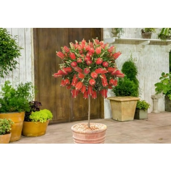 KUFLIK na pniu długo kwitnący sadzonka - 90 / 120 cm