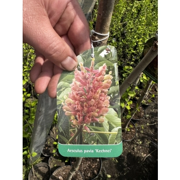 KASZTANOWIEC czerwony szczepiony na pniu KECHNEI - BRIOTTI - sadzonki 140 / 160 cm