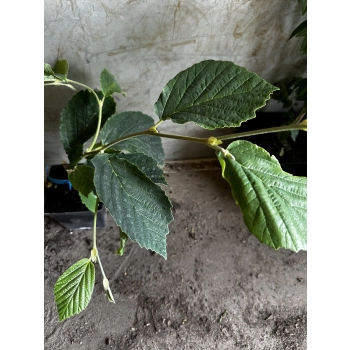 OCZAR DIANA czerwony szczepiony - sadzonki 40 / 60 cm