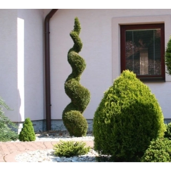 BONSAI thuja szmaragd spirala - sadzonki 210 / 230 cm