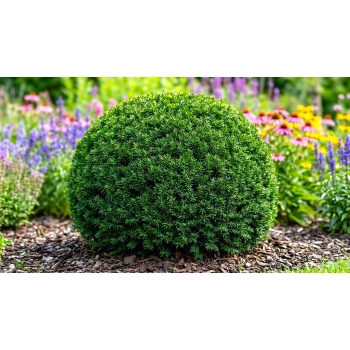 CIS POŚREDNI GROENLAND KULISTY POKRÓJ - sadzonki 30 / 40 cm