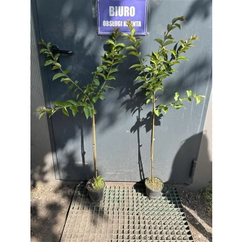 LAGERSTROEMIA na pniu czerwona bez południa - sadzonki 100 / 120 cm