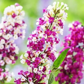 BUDLEJA DAWIDA Berries Cream - sadzonki 10 / 15 cm