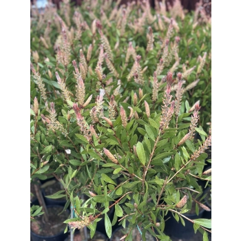 KUFLIK na pniu długo kwitnący sadzonka - 90 / 120 cm