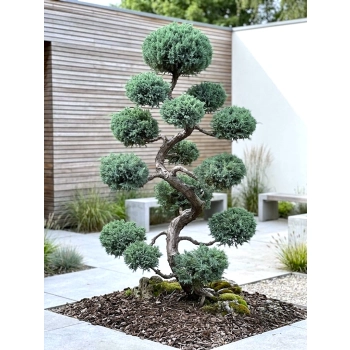 BONSAI BONZAJ JAŁOWIEC WIELE KUL - sadzonki 180 / 210 cm