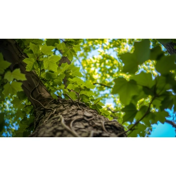 KLON zielony duże - sadzonki 150 / 180 cm