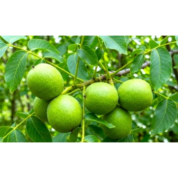 ORZECH WŁOSKI JACEK duże orzechy - sadzonki 150 / 180 cm