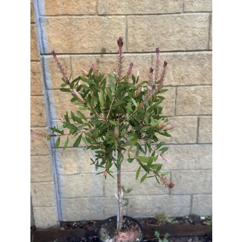 KUFLIK na pniu długo kwitnący sadzonka - 90 / 120 cm