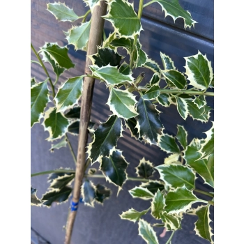 OSTROKRZEW ARGENTEA MARGINATA na pniu 120 / 150 cm