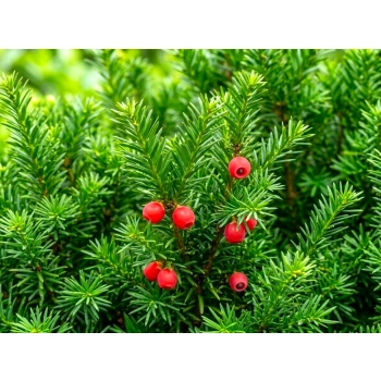 CIS POŚREDNI HICKSII - sadzonki 40 / 50 cm