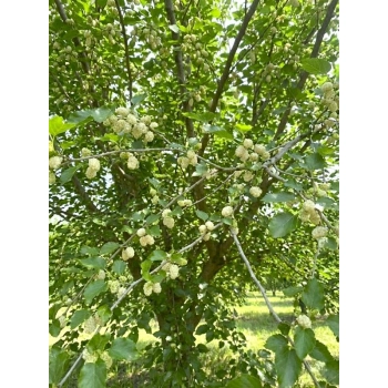 MORWA biała witamina życia - sadzonki 130 / 150 cm