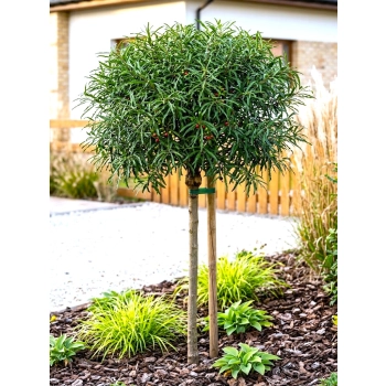 KRUSZYNA SZCZEPIONA NA PNIU POSPOLITA ASPLENIFOLIA MIODODAJNA - sadzonki 120 / 140 cm