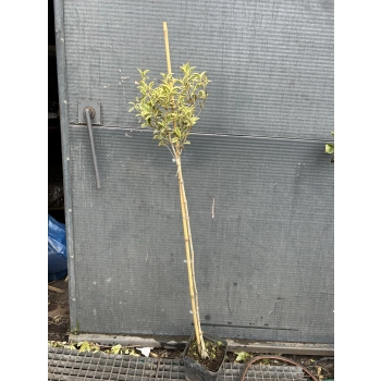 KRZEWUSZKA WEIGELA na pniu z DWUKOLOROWYM LIŚCIEM - sadzonki 100 / 120 cm