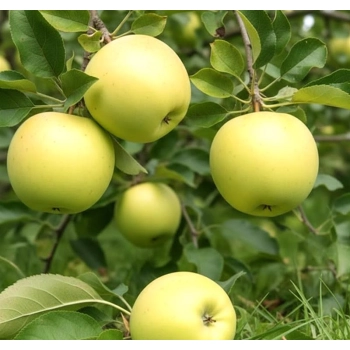 JABŁOŃ ANTONÓWKA stara odporna odmiana - sadzonki 110 / 140 cm