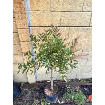 KUFLIK na pniu długo kwitnący sadzonka - 90 / 120 cm