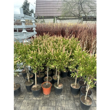 KUFLIK na pniu długo kwitnący sadzonka - 90 / 120 cm