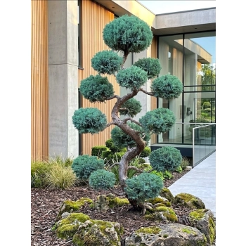 BONSAI BONZAJ JAŁOWIEC WIELE KUL - sadzonki 180 / 210 cm