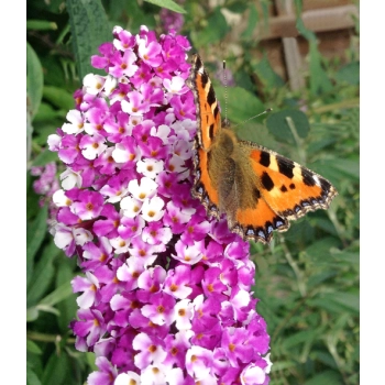 BUDLEJA DAWIDA Berries Cream - sadzonki 10 / 15 cm