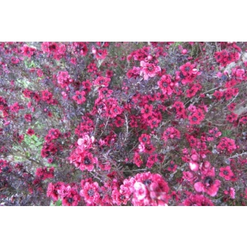 MANUKA Leptospermum scoparium Red Damask miododajne lecznicze - sadzonki 10 / 15 cm