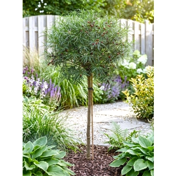 KRUSZYNA SZCZEPIONA NA PNIU POSPOLITA ASPLENIFOLIA MIODODAJNA - sadzonki 120 / 140 cm