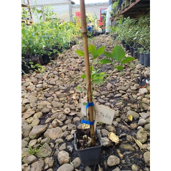 AKEBIA pięciolistkowa Alba pnącze - sadzonki 20 / 40 cm