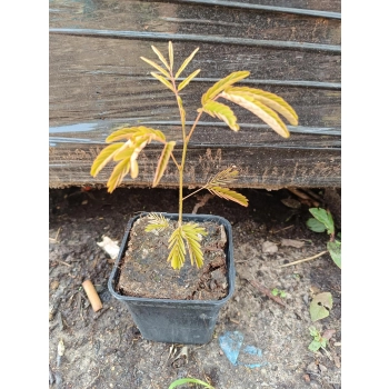 ALBICJA JEDWABISTA perskie drzewko - sadzonki 10 / 20 cm