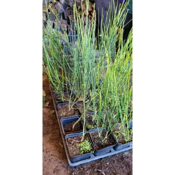 ŻARNOWIEC - sadzonki 30 / 50 cm