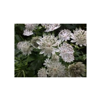 JARZMIANKA Diamonds White - sadzonki 10 / 15 cm