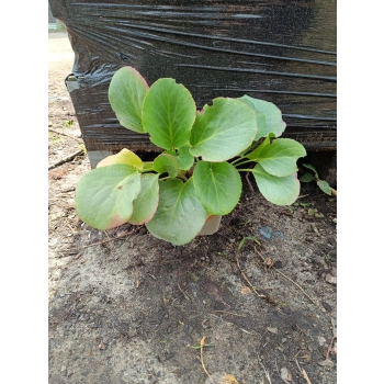 BERGENIA GRUBOLISTNA - sadzonki 10 / 20 cm