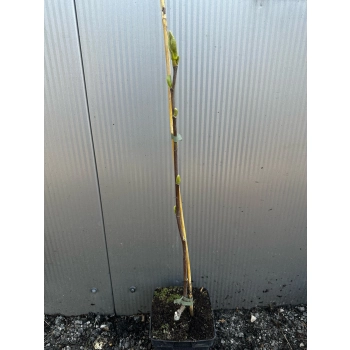 Magnolia szczepiona żółta yellow - sadzonki 70 / 110 cm