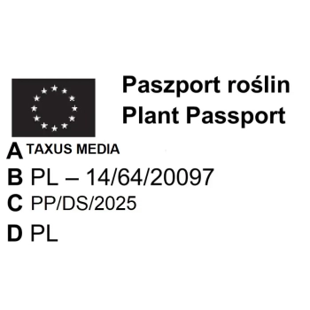 CIS POŚREDNI GROENLAND KULISTY POKRÓJ - sadzonki 30 / 40 cm