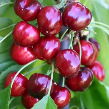 CZEREŚNIA BURLAT czerwona słodkie owoce - sadzonki 50 / 80 cm