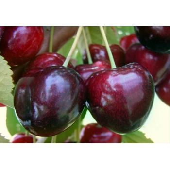 CZEREŚNIA UKRAIŃSKA duże słodkie soczyste owoce - sadzonki 50 / 80 cm
