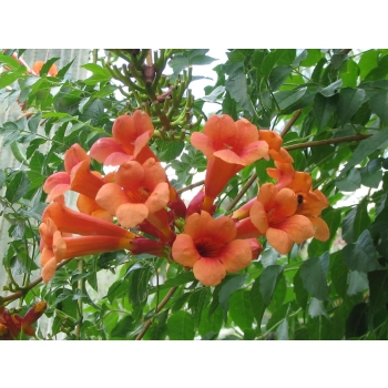 MILIN AMERYKAŃSKI SZCZEPIONY Gabor - sadzonki 80 / 100 cm