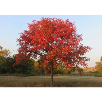 Pistacja chińska jadalna sadzonki - 30 / 50 cm