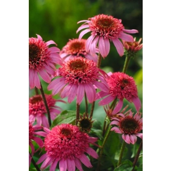 JEŻÓWKA RÓŻOWA - sadzonki 10 / 20 cm