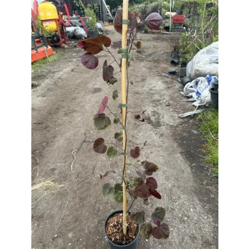 JUDASZOWIEC KANADYJSKI SZCZEPIONY Forest Pansy purpurowy - sadzonki 90 / 110 cm