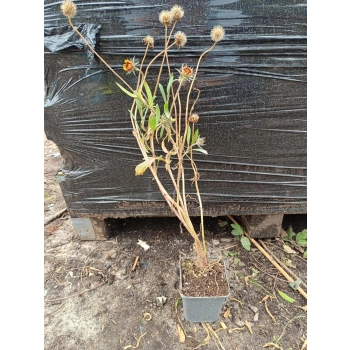 GAILARDIA Kobold - sadzonki 10 / 20 cm